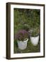 Asters in the Pot-Andrea Haase-Framed Photographic Print