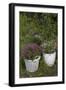 Asters in the Pot-Andrea Haase-Framed Photographic Print