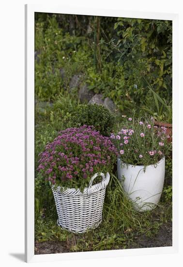 Asters in the Pot-Andrea Haase-Framed Photographic Print