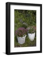 Asters in the Pot-Andrea Haase-Framed Photographic Print