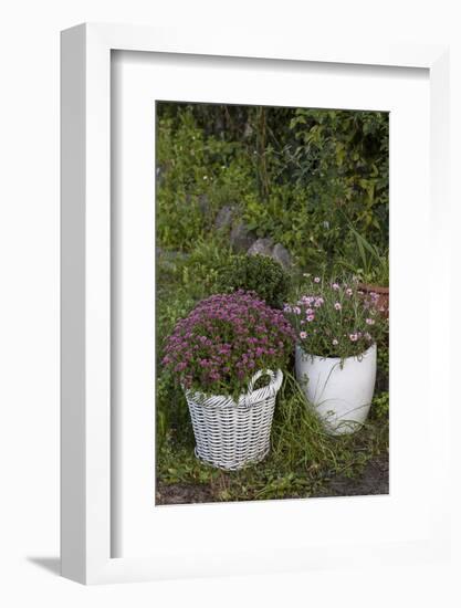 Asters in the Pot-Andrea Haase-Framed Photographic Print