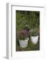 Asters in the Pot-Andrea Haase-Framed Photographic Print