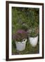 Asters in the Pot-Andrea Haase-Framed Premium Photographic Print