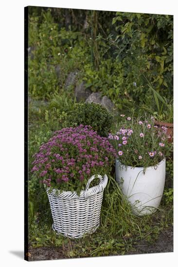 Asters in the Pot-Andrea Haase-Stretched Canvas