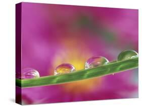 Asters in Water Droplets-Adam Jones-Stretched Canvas