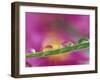 Asters in Water Droplets-Adam Jones-Framed Premium Photographic Print