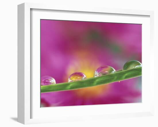 Asters in Water Droplets-Adam Jones-Framed Premium Photographic Print