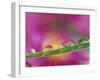 Asters in Water Droplets-Adam Jones-Framed Premium Photographic Print