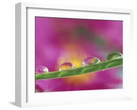 Asters in Water Droplets-Adam Jones-Framed Premium Photographic Print