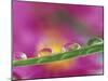 Asters in Water Droplets-Adam Jones-Mounted Photographic Print