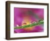 Asters in Water Droplets-Adam Jones-Framed Photographic Print