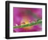 Asters in Water Droplets-Adam Jones-Framed Photographic Print