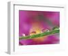 Asters in Water Droplets-Adam Jones-Framed Photographic Print