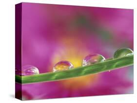 Asters in Water Droplets-Adam Jones-Stretched Canvas