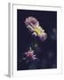 Asters-Andreas Stridsberg-Framed Giclee Print