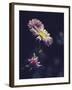 Asters-Andreas Stridsberg-Framed Giclee Print