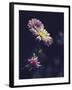 Asters-Andreas Stridsberg-Framed Giclee Print