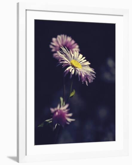 Asters-Andreas Stridsberg-Framed Giclee Print