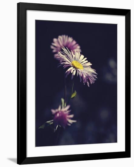 Asters-Andreas Stridsberg-Framed Giclee Print