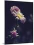 Asters-Andreas Stridsberg-Mounted Giclee Print