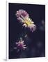 Asters-Andreas Stridsberg-Framed Giclee Print