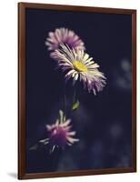 Asters-Andreas Stridsberg-Framed Giclee Print