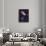 Asters-Andreas Stridsberg-Framed Giclee Print displayed on a wall