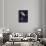 Asters-Andreas Stridsberg-Mounted Giclee Print displayed on a wall