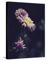 Asters-Andreas Stridsberg-Stretched Canvas