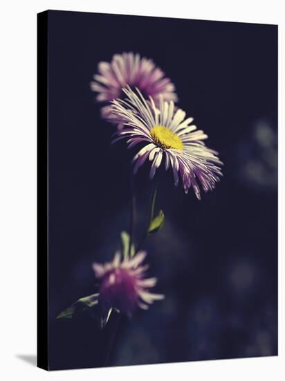 Asters-Andreas Stridsberg-Stretched Canvas