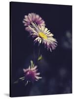 Asters-Andreas Stridsberg-Stretched Canvas