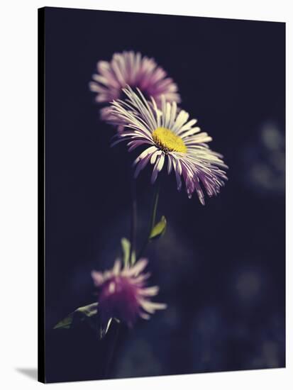 Asters-Andreas Stridsberg-Stretched Canvas