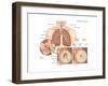 Asthma Attack-Encyclopaedia Britannica-Framed Art Print