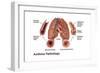 Asthma Pathology-Gwen Shockey-Framed Premium Giclee Print