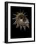 Astraea Heliotropium-Paul Starosta-Framed Photographic Print