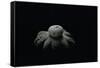 Astraeus Hygrometricus (Barometer Earthstar)-Paul Starosta-Framed Stretched Canvas