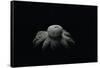 Astraeus Hygrometricus (Barometer Earthstar)-Paul Starosta-Framed Stretched Canvas