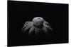 Astraeus Hygrometricus (Barometer Earthstar)-Paul Starosta-Stretched Canvas