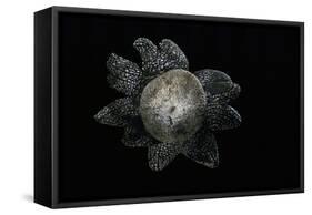 Astraeus Hygrometricus (Barometer Earthstar)-Paul Starosta-Framed Stretched Canvas