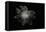 Astraeus Hygrometricus (Barometer Earthstar)-Paul Starosta-Framed Stretched Canvas