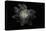 Astraeus Hygrometricus (Barometer Earthstar)-Paul Starosta-Stretched Canvas