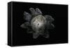 Astraeus Hygrometricus (Barometer Earthstar)-Paul Starosta-Framed Stretched Canvas