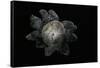 Astraeus Hygrometricus (Barometer Earthstar)-Paul Starosta-Framed Stretched Canvas