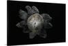 Astraeus Hygrometricus (Barometer Earthstar)-Paul Starosta-Stretched Canvas