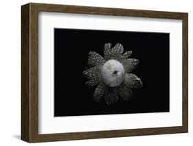 Astraeus Hygrometricus (Barometer Earthstar)-Paul Starosta-Framed Photographic Print