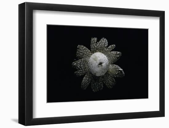 Astraeus Hygrometricus (Barometer Earthstar)-Paul Starosta-Framed Photographic Print