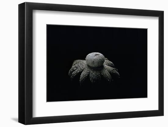 Astraeus Hygrometricus (Barometer Earthstar)-Paul Starosta-Framed Photographic Print