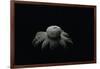 Astraeus Hygrometricus (Barometer Earthstar)-Paul Starosta-Framed Photographic Print