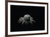 Astraeus Hygrometricus (Barometer Earthstar)-Paul Starosta-Framed Photographic Print