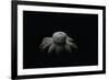 Astraeus Hygrometricus (Barometer Earthstar)-Paul Starosta-Framed Photographic Print